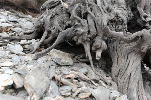 Racines d’arbres à Villefort