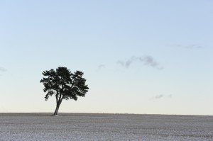 Arbre près de Nîmes le Vieux