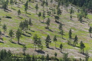 Pins - Saint-Pierre-des-Tripiers