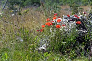 Pierre en croix et coquelicots - Saint-Pierre-des-Tripiers