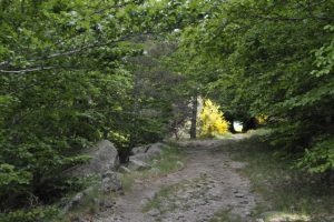 Mont-Lozère - entre Felgeirolle et Pont-du-Tarn