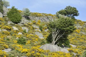 Mont-Lozère - entre Felgeirolle et Masméjean