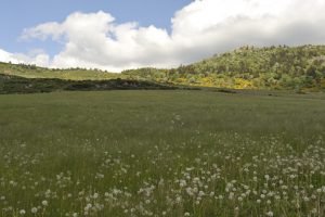 Mont Lozère