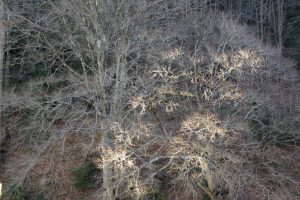 Saint-Hilaire (Gorges du Tarn)
